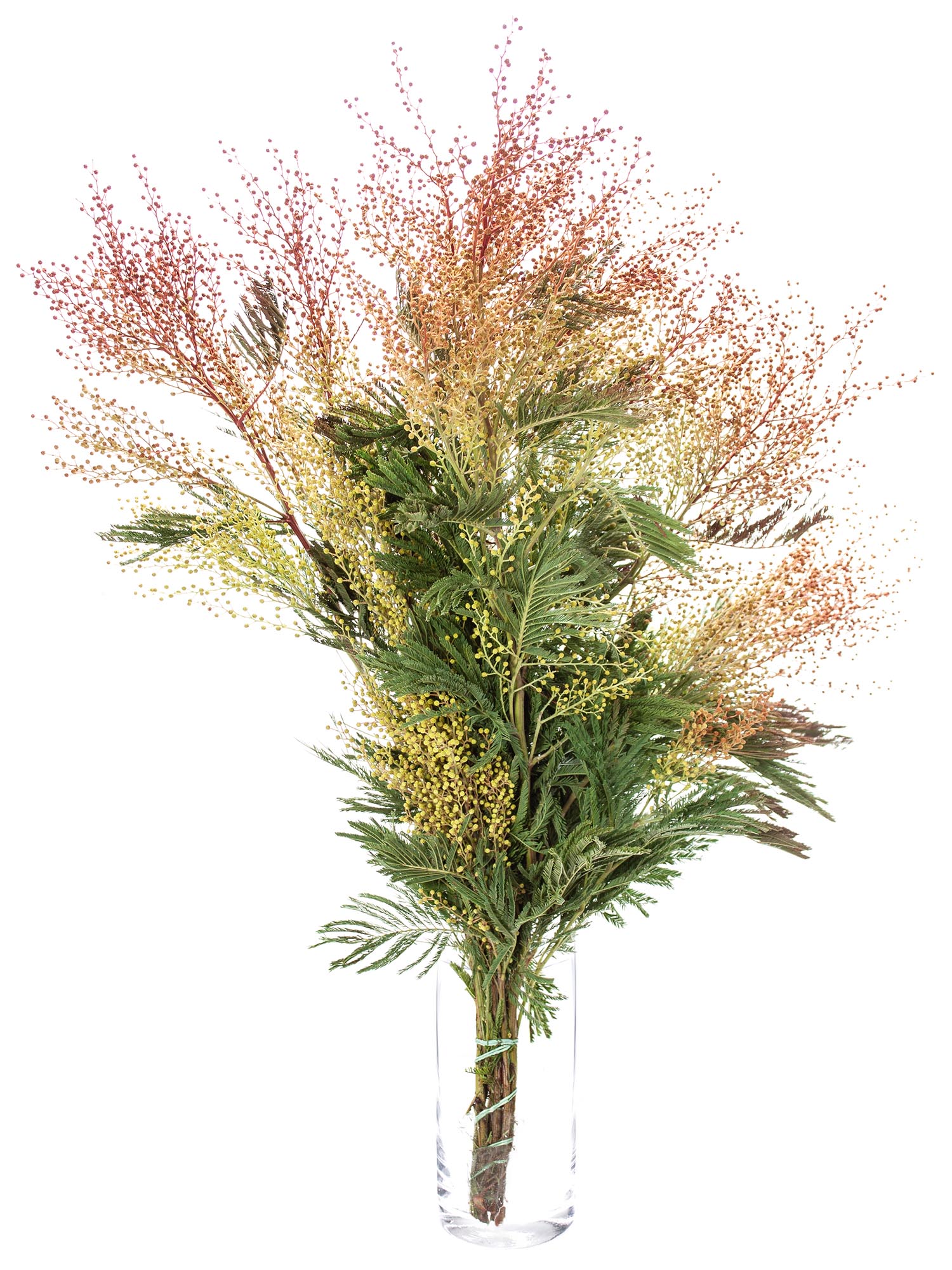 blumigo-mimose-rot-gesogen-greenery-bund-frisch image 2