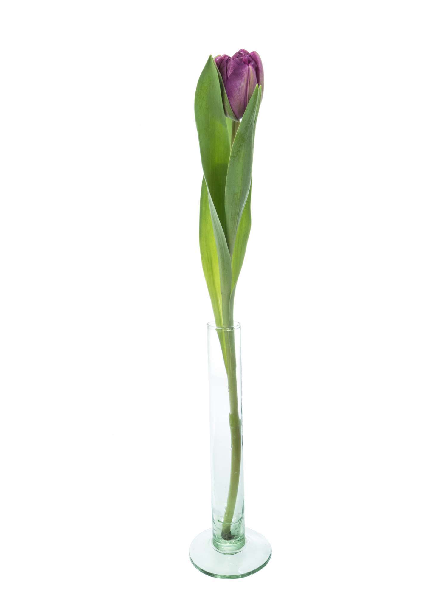 blumigo-tulpen-blue-diamond-lila-gef-llte-schnittblume image 3