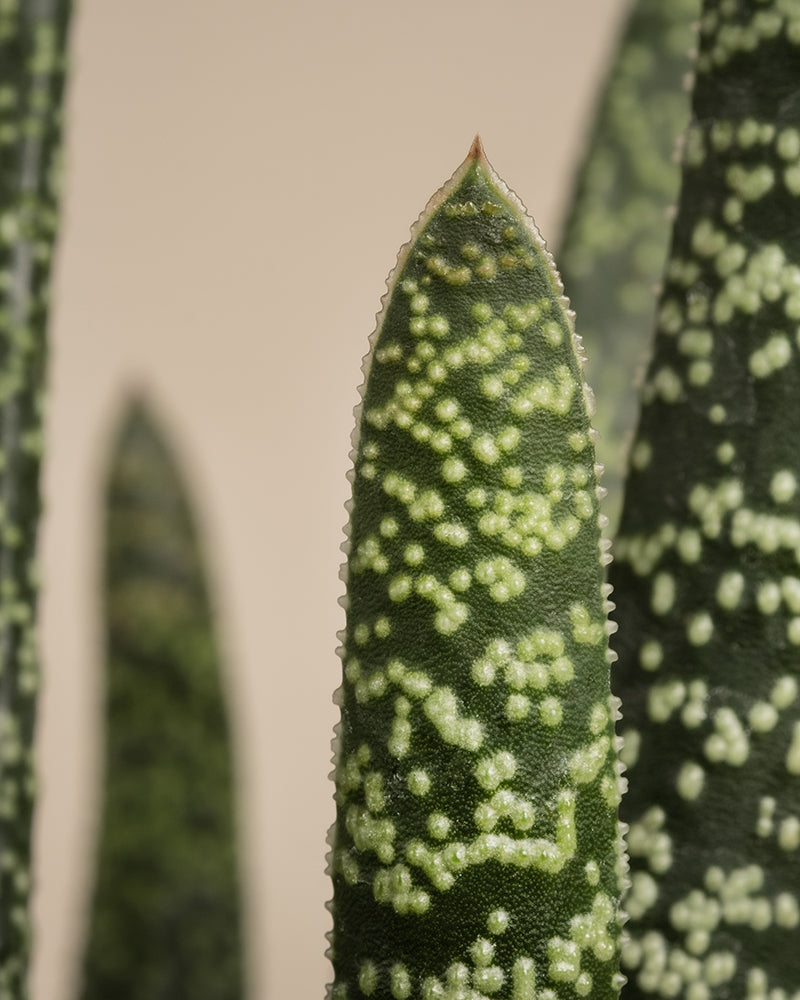 feey-variado-gasteria-verrucosa-sukkulente-ohne-bertopf image 8