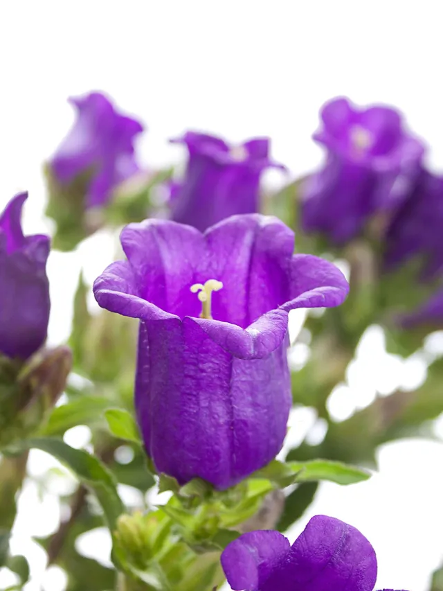 blumigo-glockenblumen-champion-blue-glockenblume-lila-stiel image 1