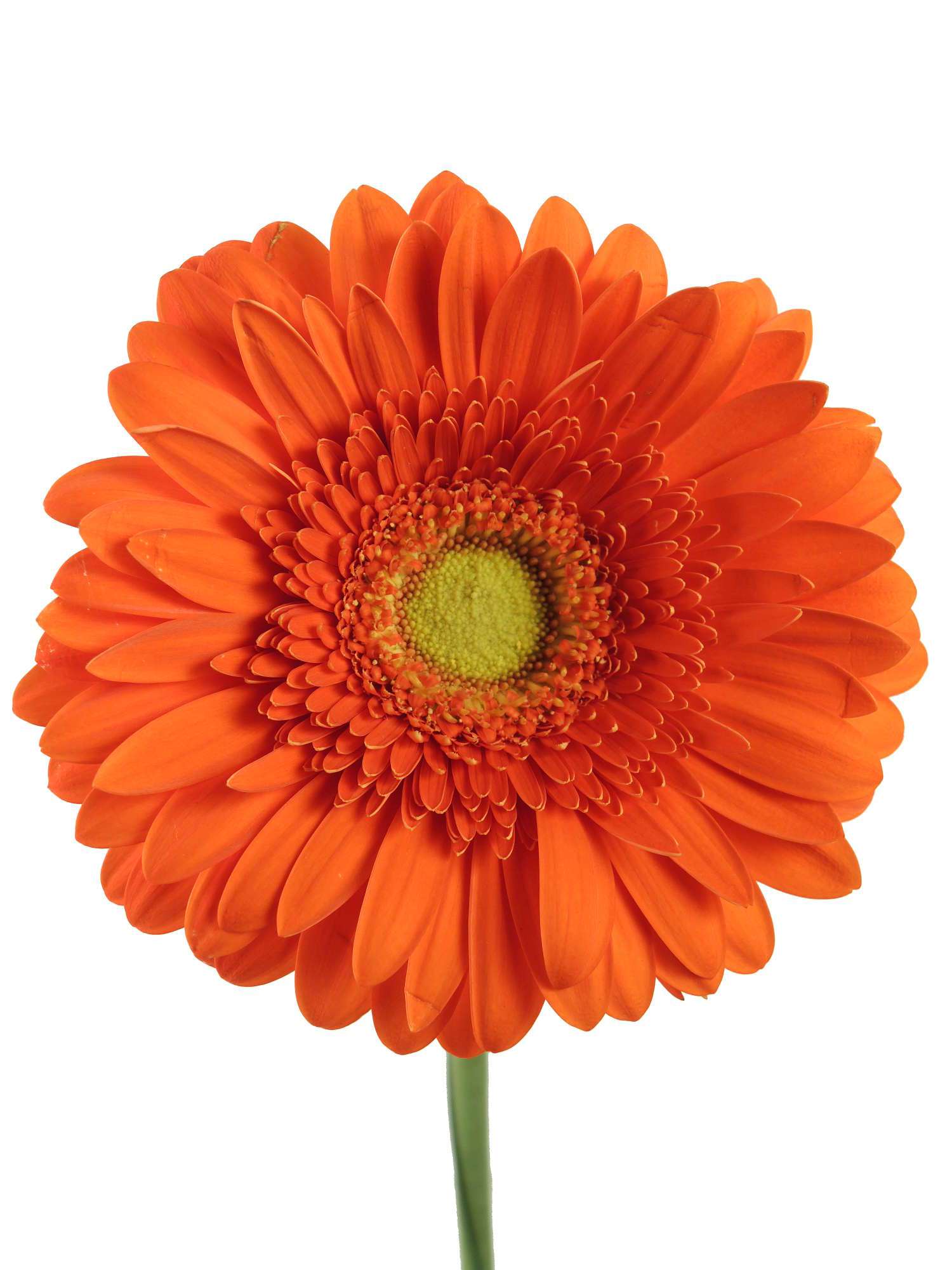 blumigo-gerbera-kingsley-schnittblume-orange image 1