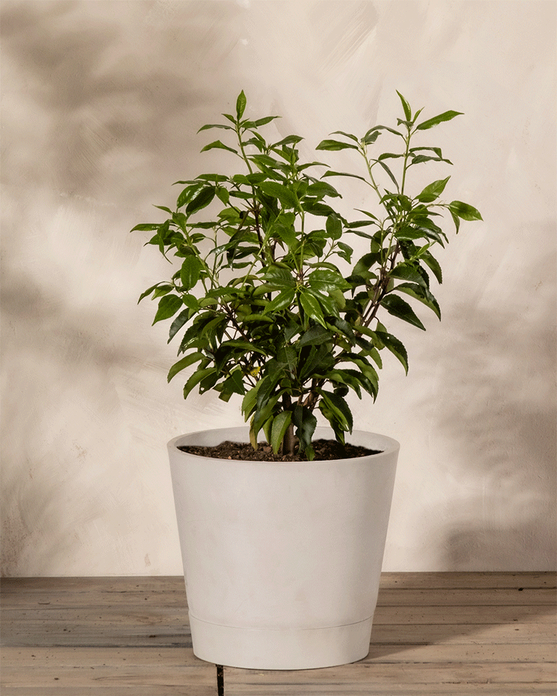 feey-amsterdam-prunus-lusitanica-strauch-ohne-topf-2-3-m image 4