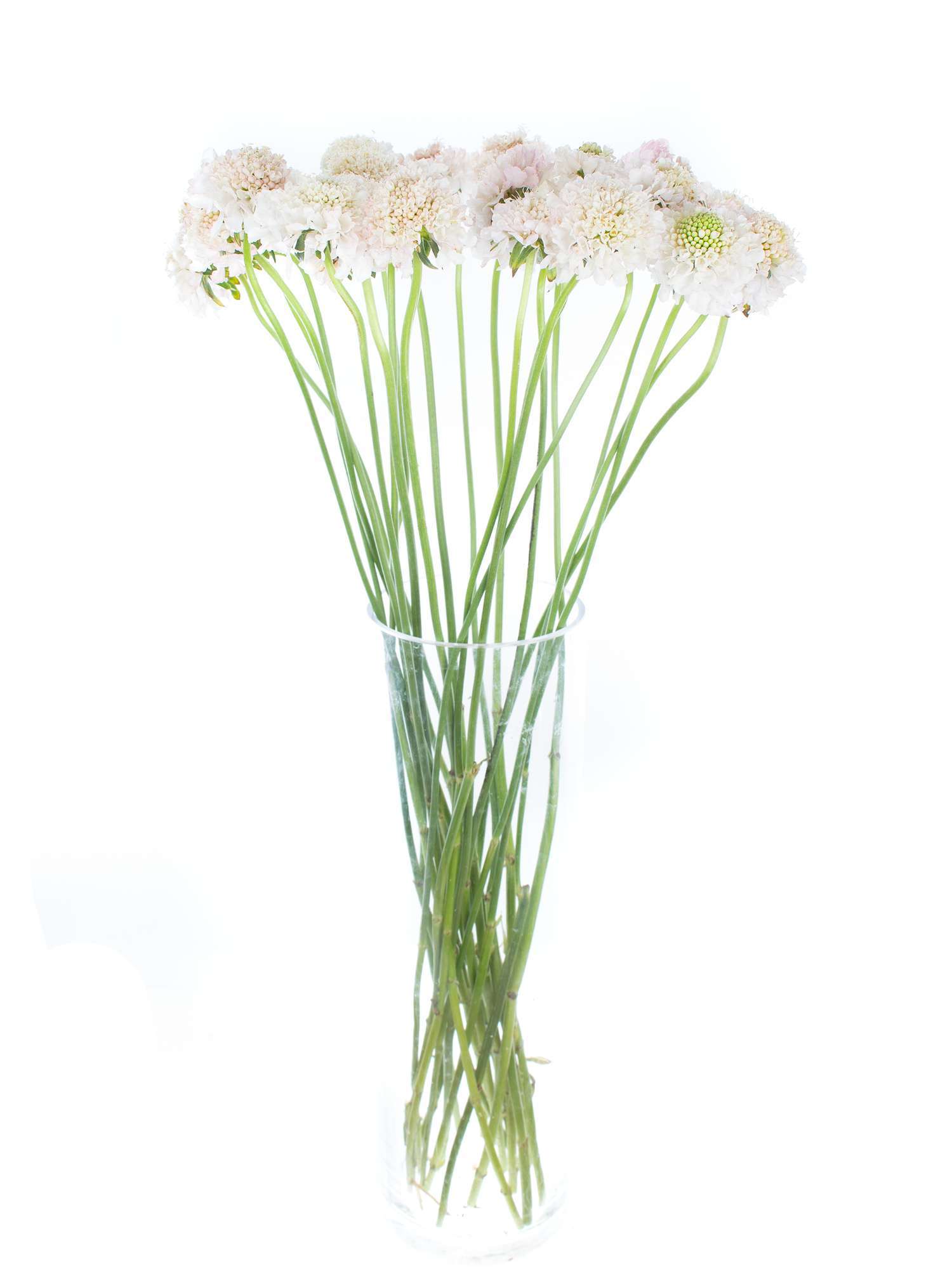 blumigo-skabiosen-wei-rosa-schnittblume image 2