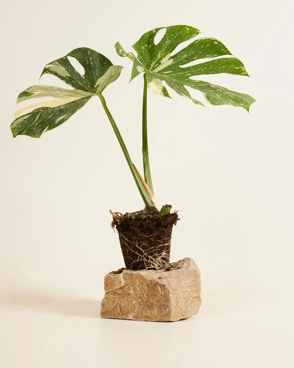 plnts-rareplnts-monstera-thai-constellation-fensterblatt-60cm image 1