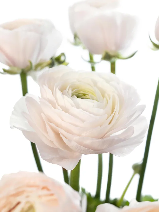 blumigo-ranunkeln-xl-cloni-hanoi-creme-rosa-schnittblume image 1
