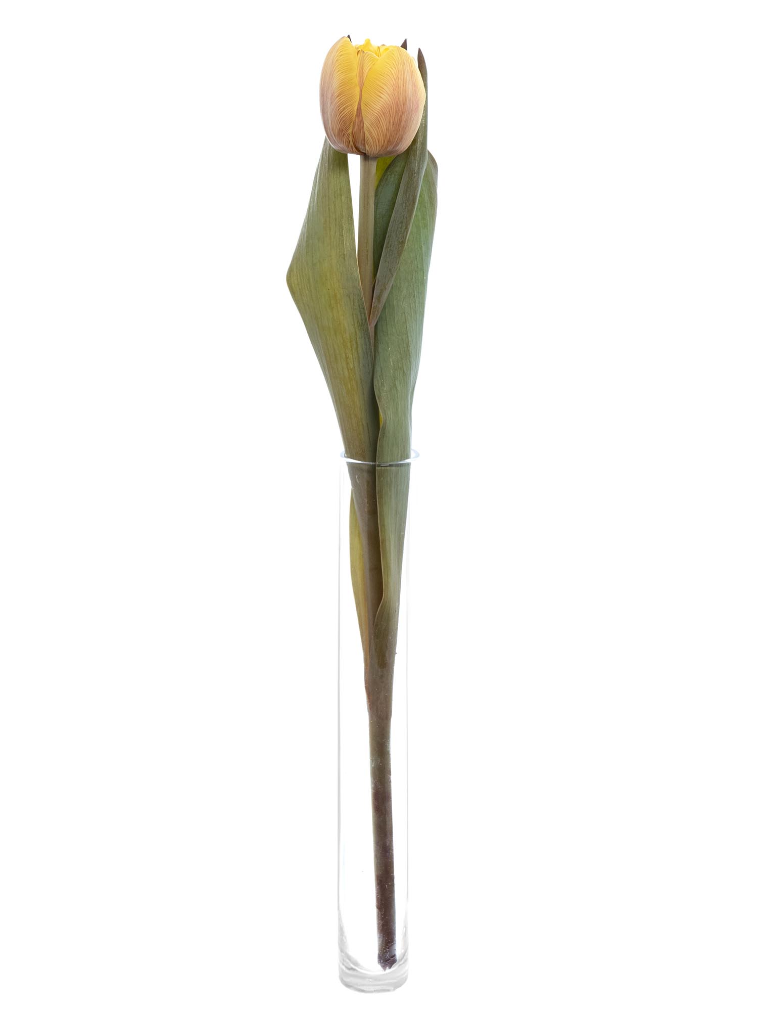 blumigo-tulpen-honey-caramel-gef-llte-schnittblume-creme image 4