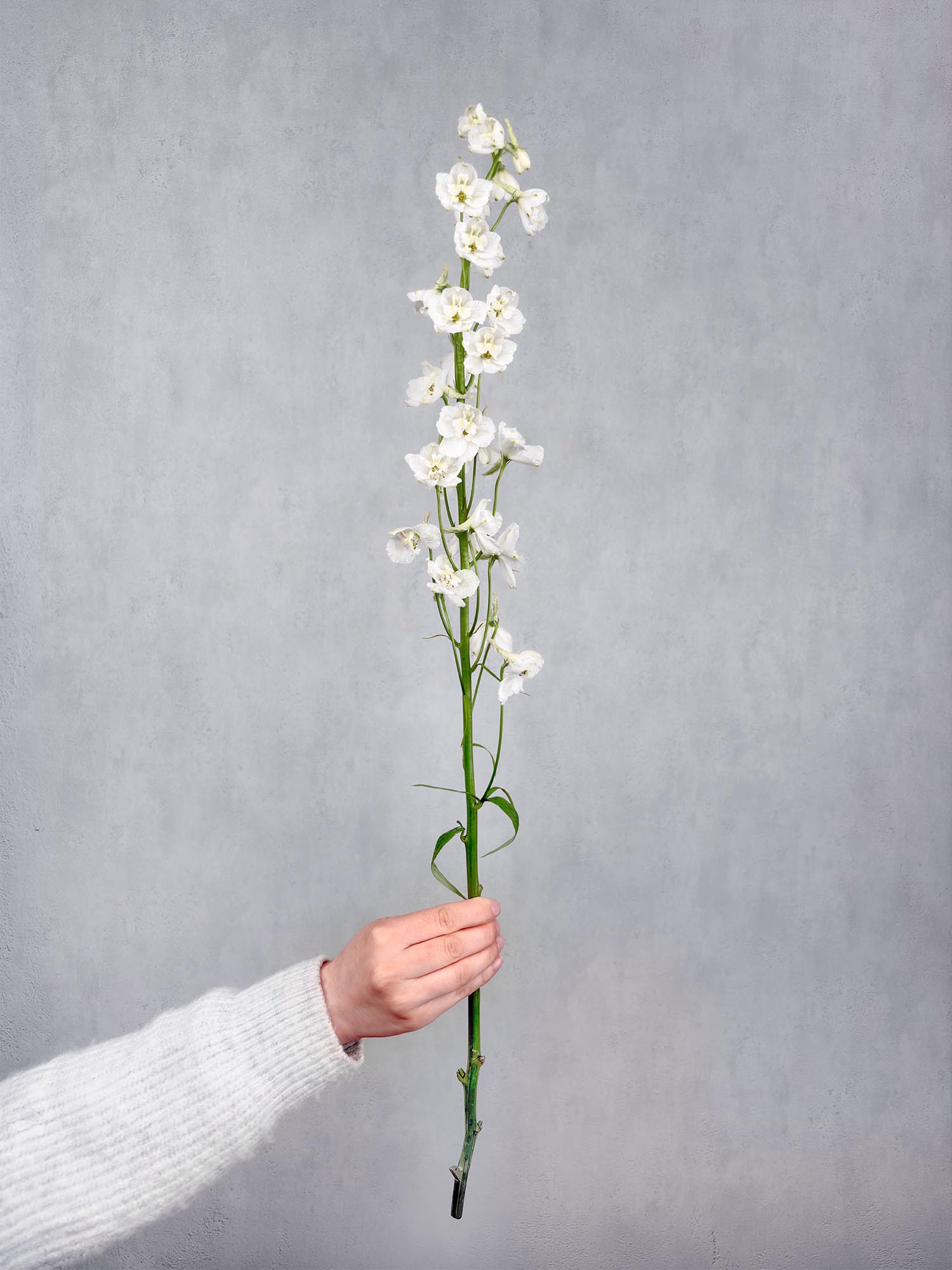 blumigo-l-wenm-ulchen-rittersporn-guardian-white-schnittblume-wei image 3