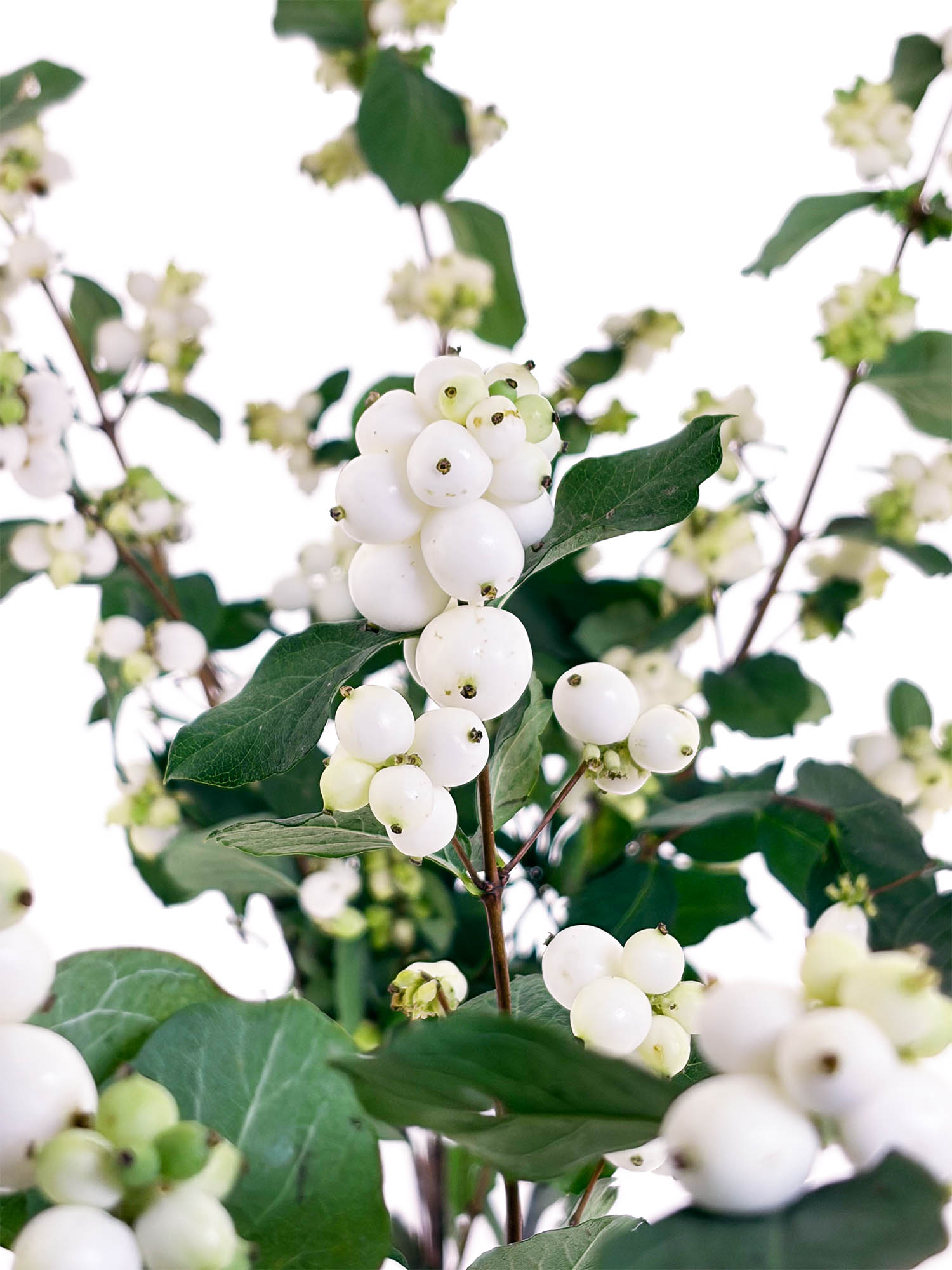 blumigo-exklusives-greenery-schneebeeren-magical-avalanche-wei-er-zweig image 1