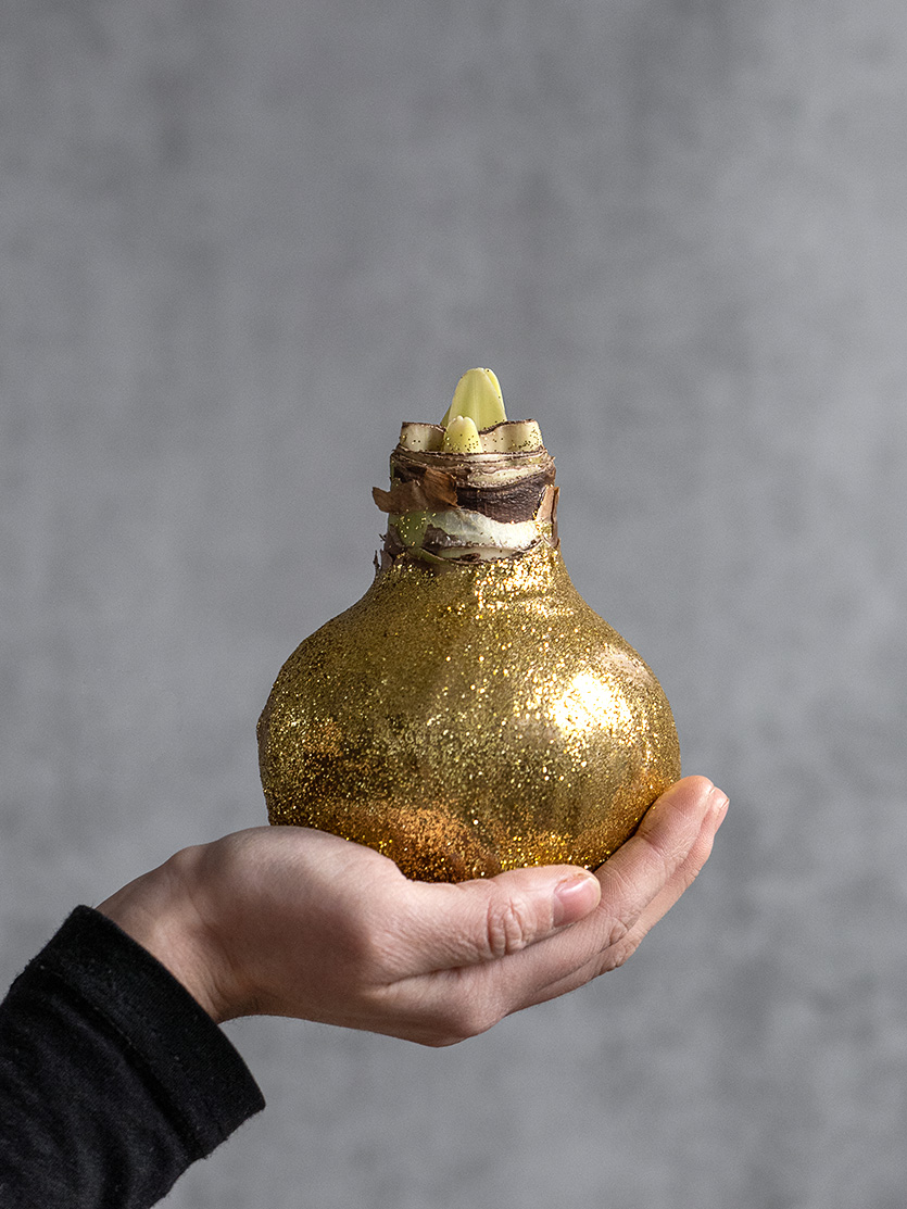 blumigo-amaryllis-knolle-gewachst-gold-glitzernd-ohne-erde image 1