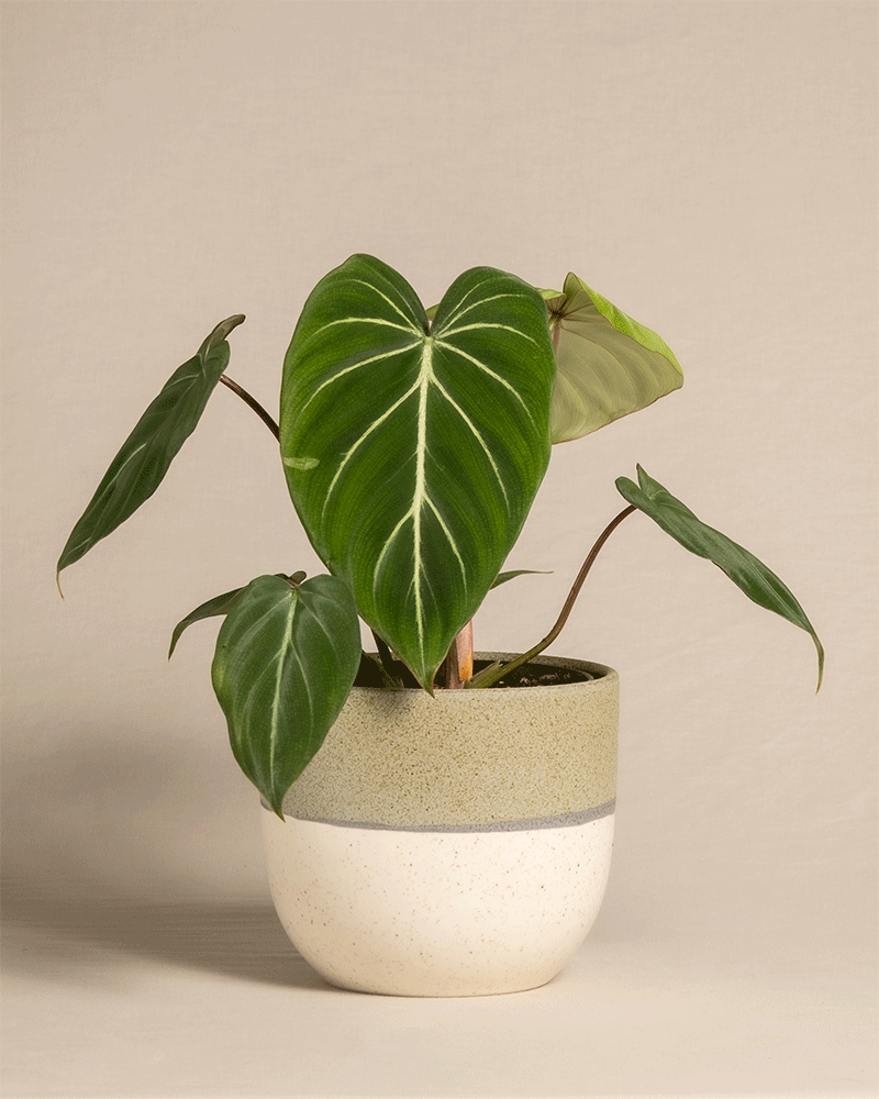 feey-variado-philodendron-gloriosum-ohne-bertopf-viel-licht image 5