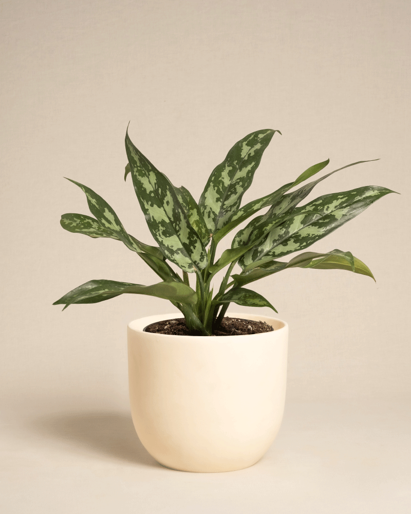 feey-variado-aglaonema-maria-zimmerpflanze-ohne-bertopf image 8