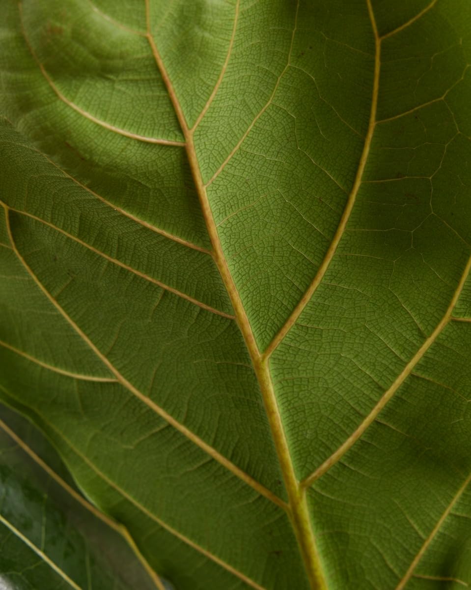 plnts-rareplnts-ficus-lyrata-geigenfeige-110-cm-21-cm-topf image 4