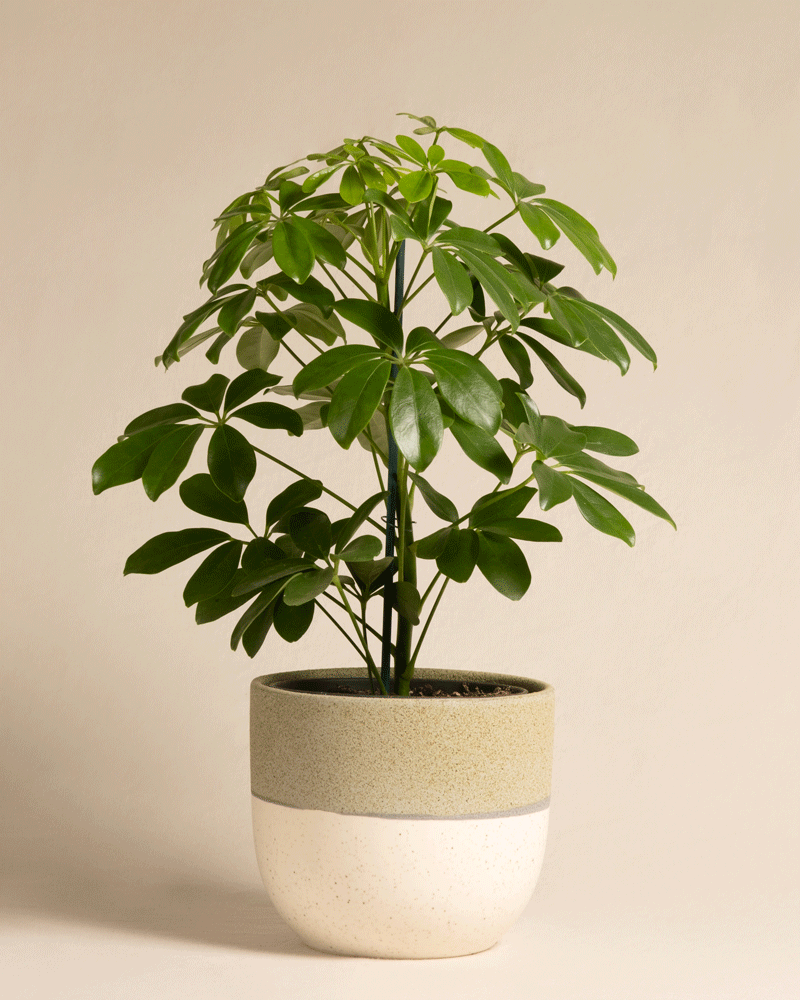 feey-variado-schefflera-zimmerpflanze-ohne-bertopf-pflegeleicht image 5