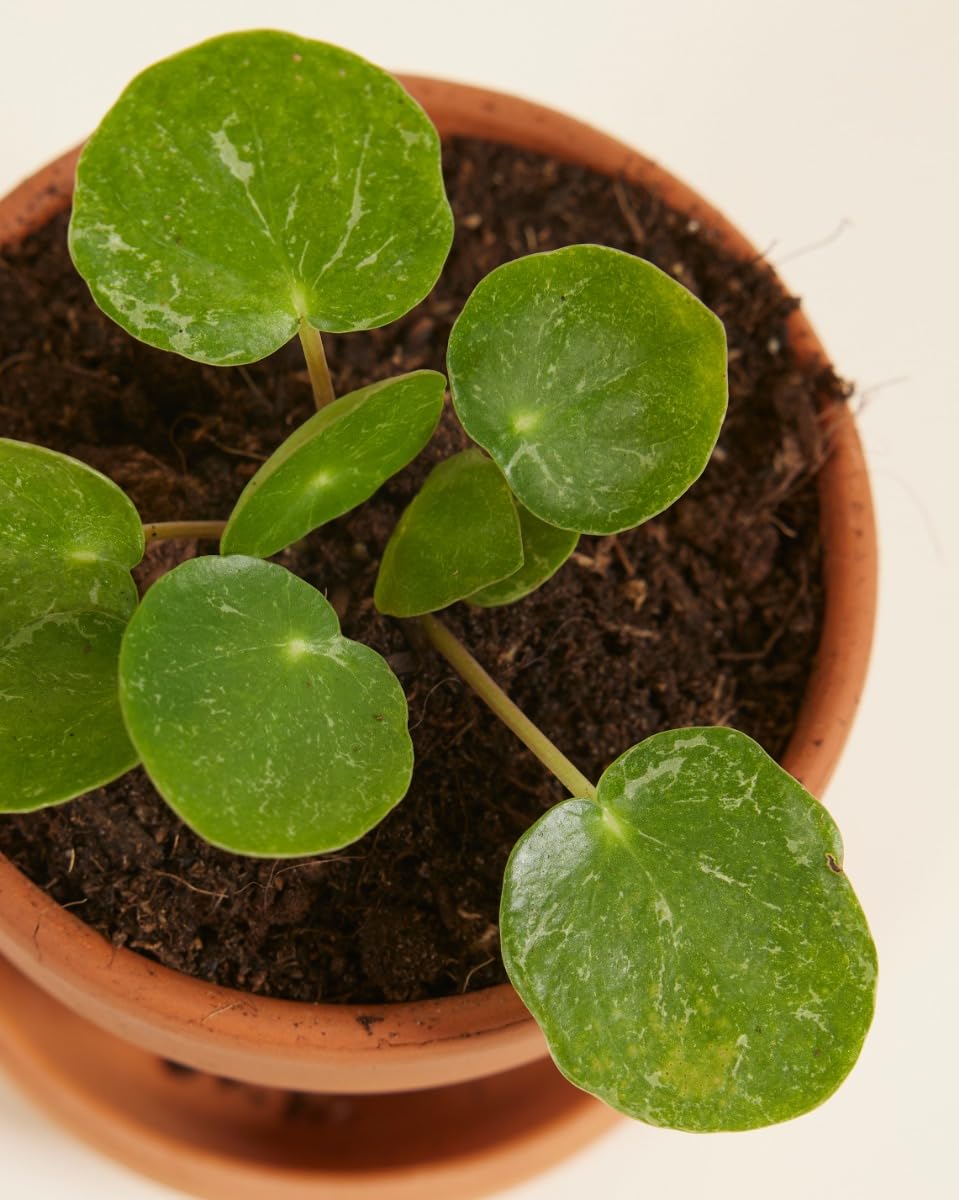 plnts-babyplnts-pilea-peperomioides-sugar-ufopflanze-15-cm image 4