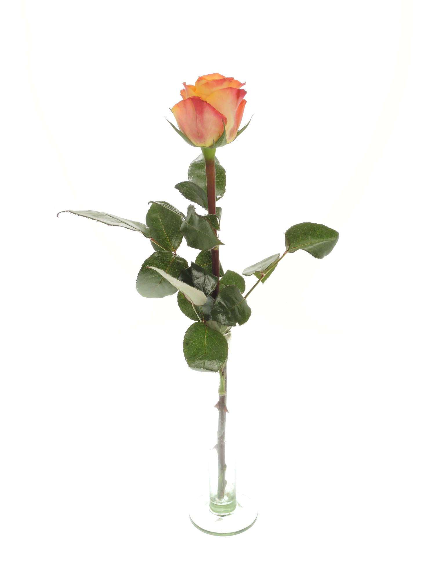 blumigo-rosen-marie-claire-hell-orange-schnittrose-als-einzelstiel image 3