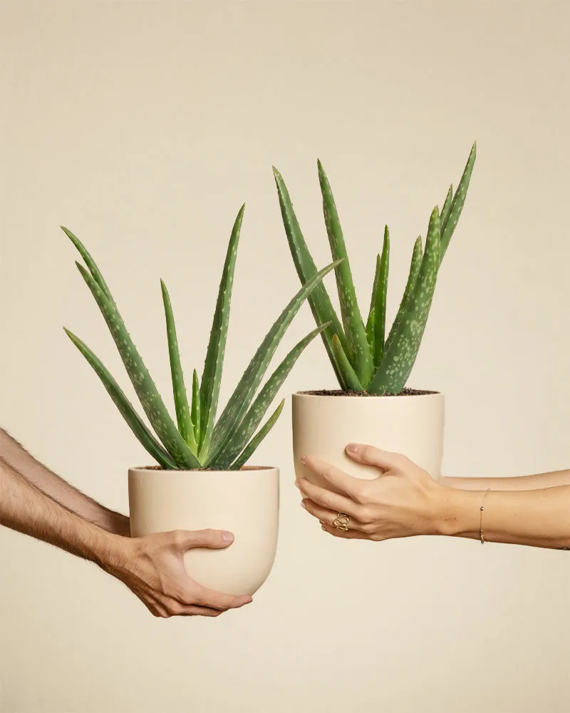 feey-variado-aloe-vera-duo-zimmerpflanze-2er-set-pflegeleicht image 1