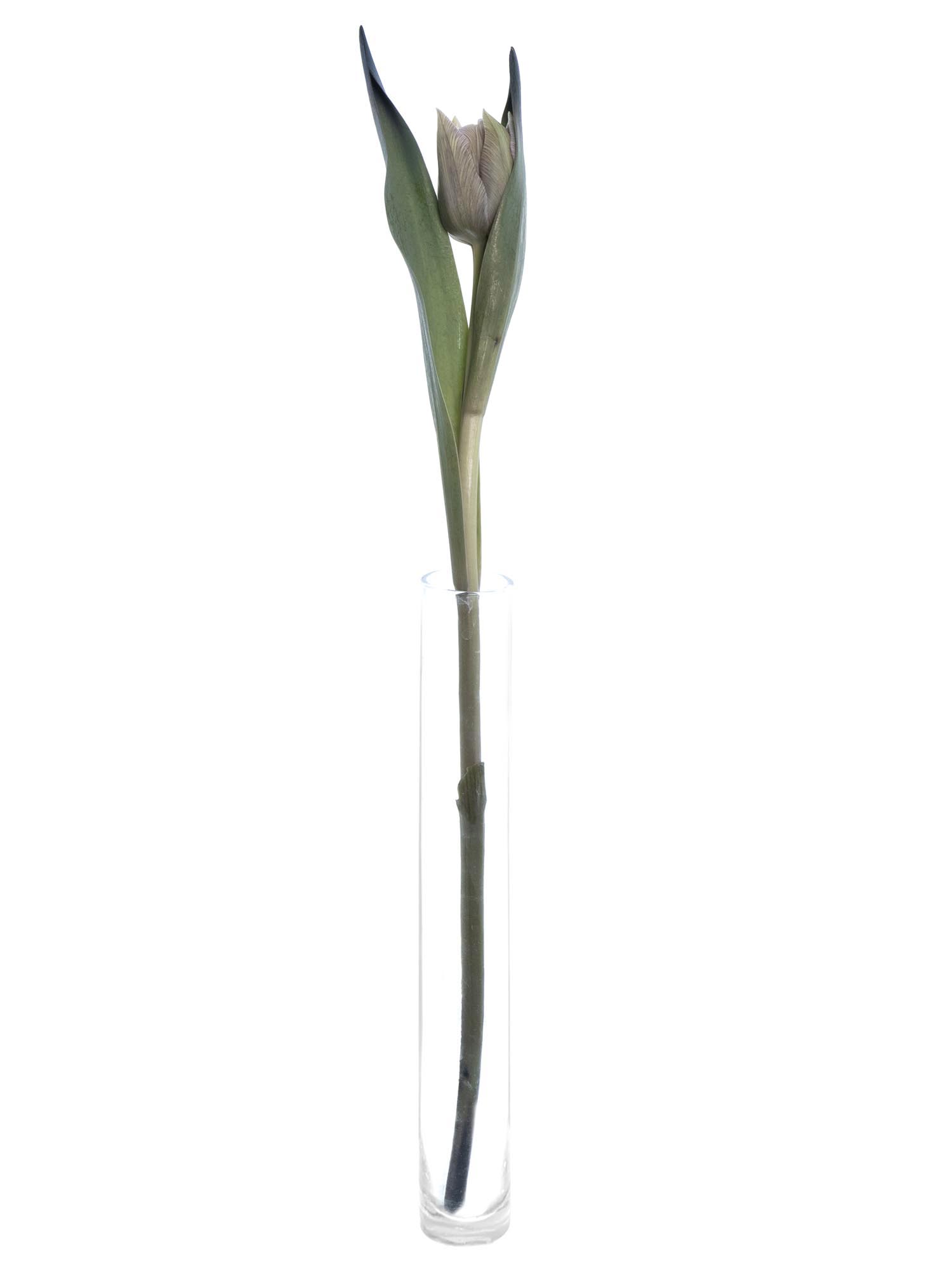 blumigo-tulpen-dusty-olive-schnittblume-grau-creme-gef-llt image 5