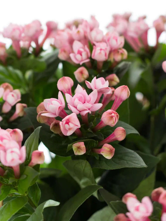blumigo-blattwerk-bouvardie-diamond-dark-pink-schnittblume-pink image 1