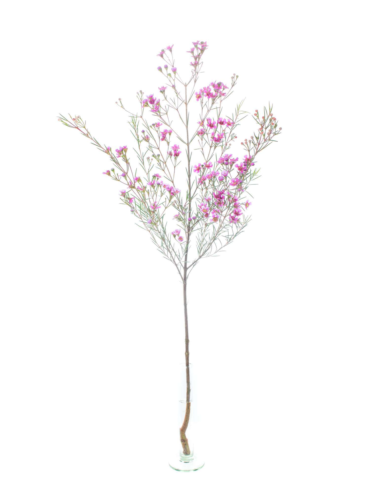 blumigo-blattwerk-wachsblume-eden-schnittblume-violett-pink image 3