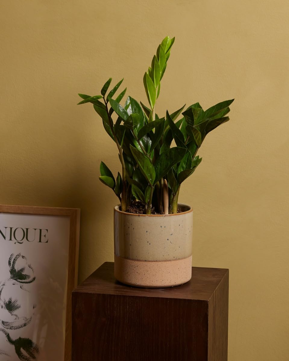 plnts-rareplnts-zamioculcas-zamiifolia-zimmerpflanze-35-cm-gl-cksfeder image 6