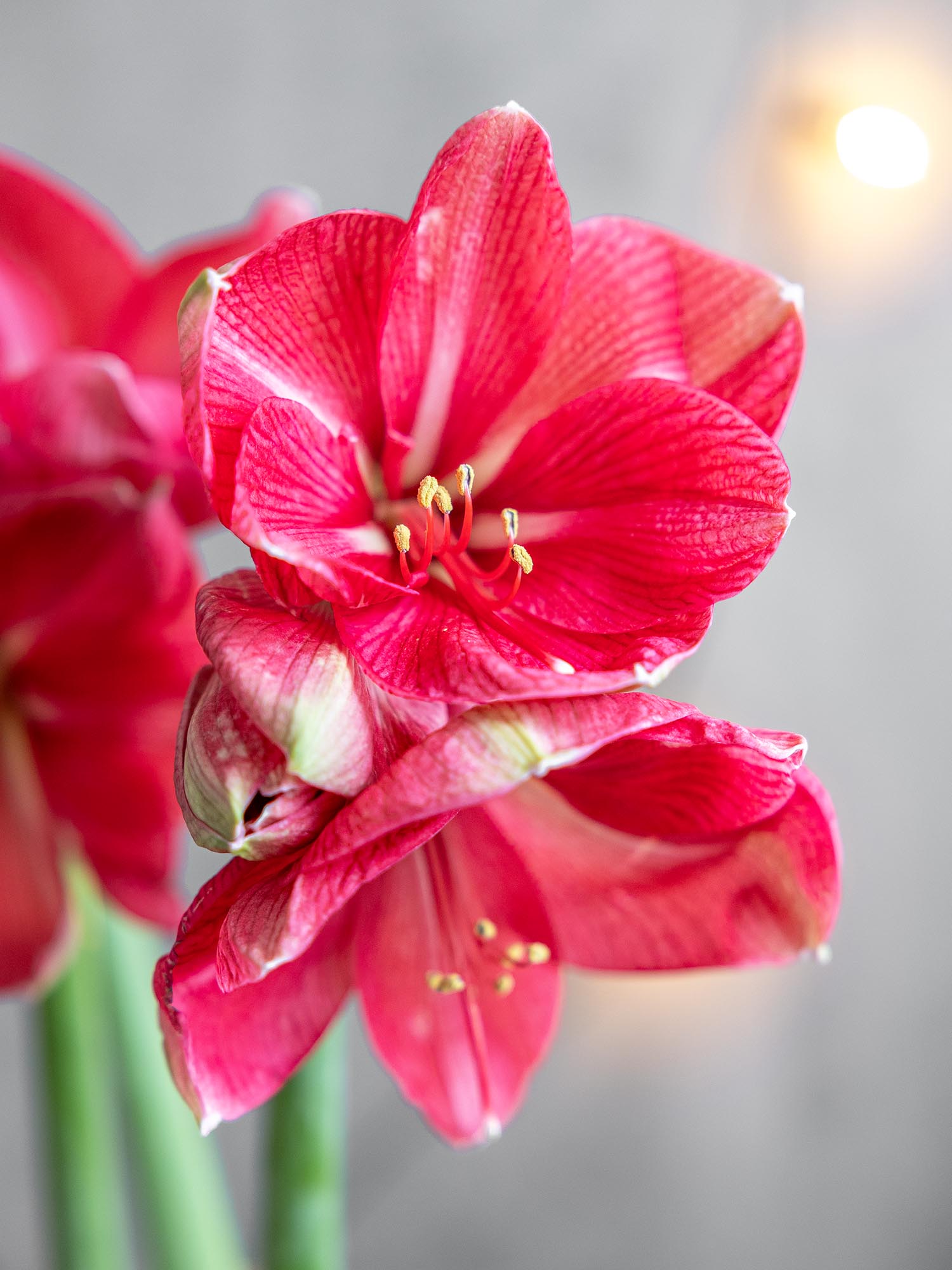 blumigo-amaryllis-hercules-schnittblume-pink-knospig image 3