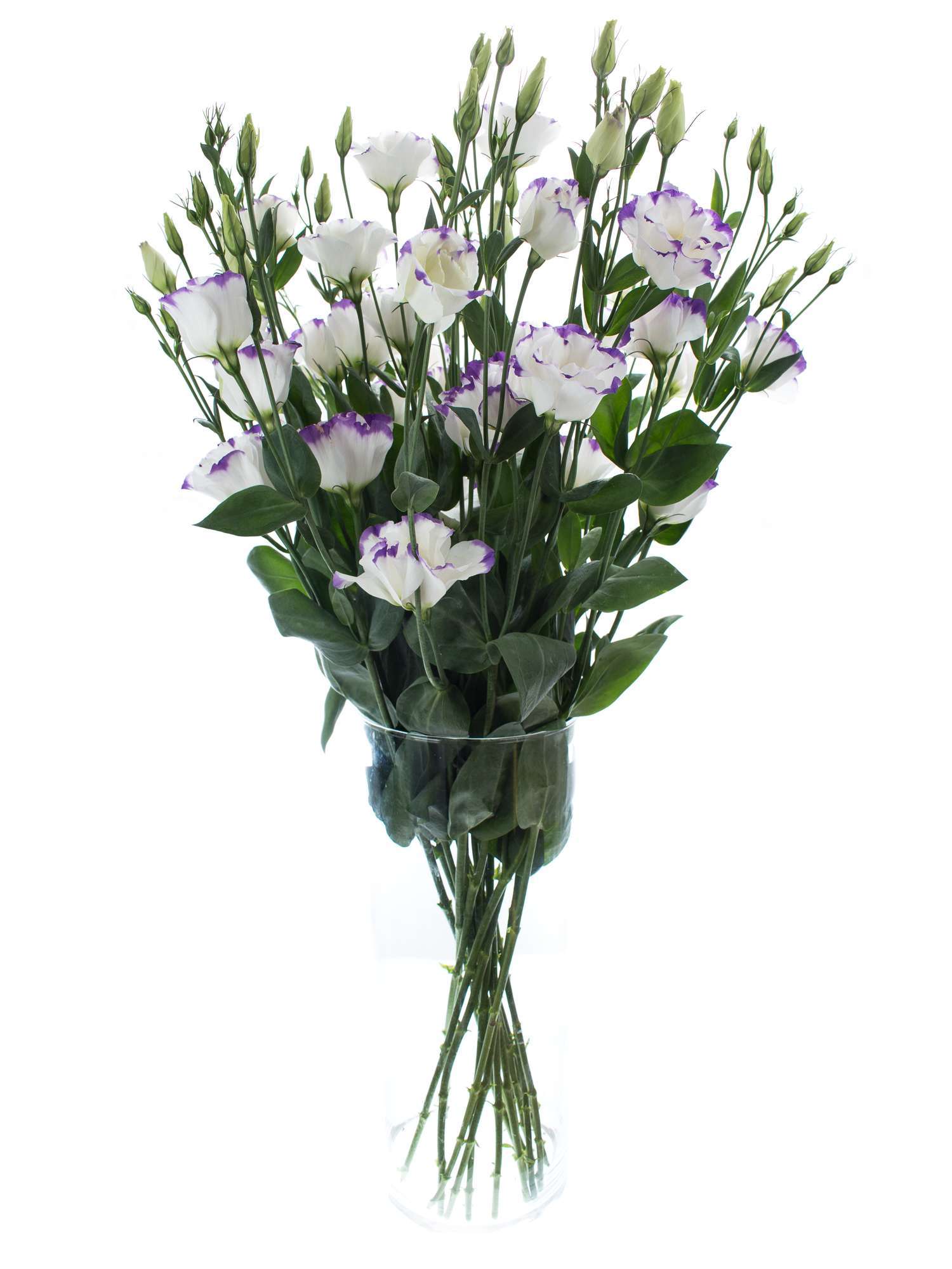 blumigo-lisianthus-arena-blue-picotee-schnittblume-lila-wei image 2