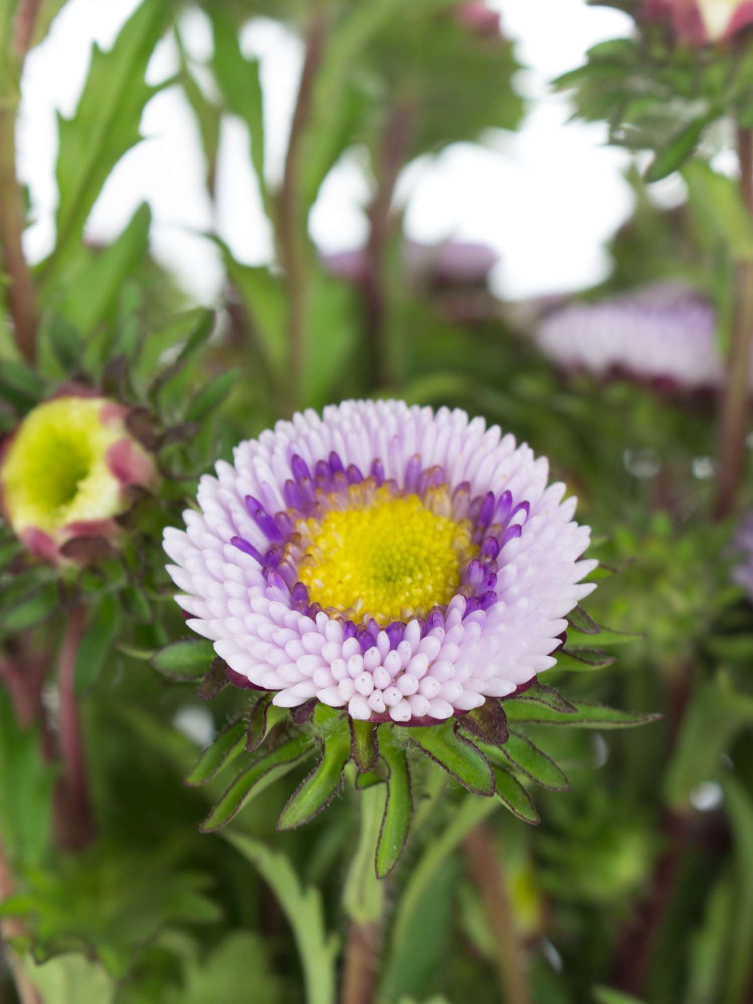 blumigo-herbstdeko-sommerastern-blume-blau-wei-verzweigt image 1