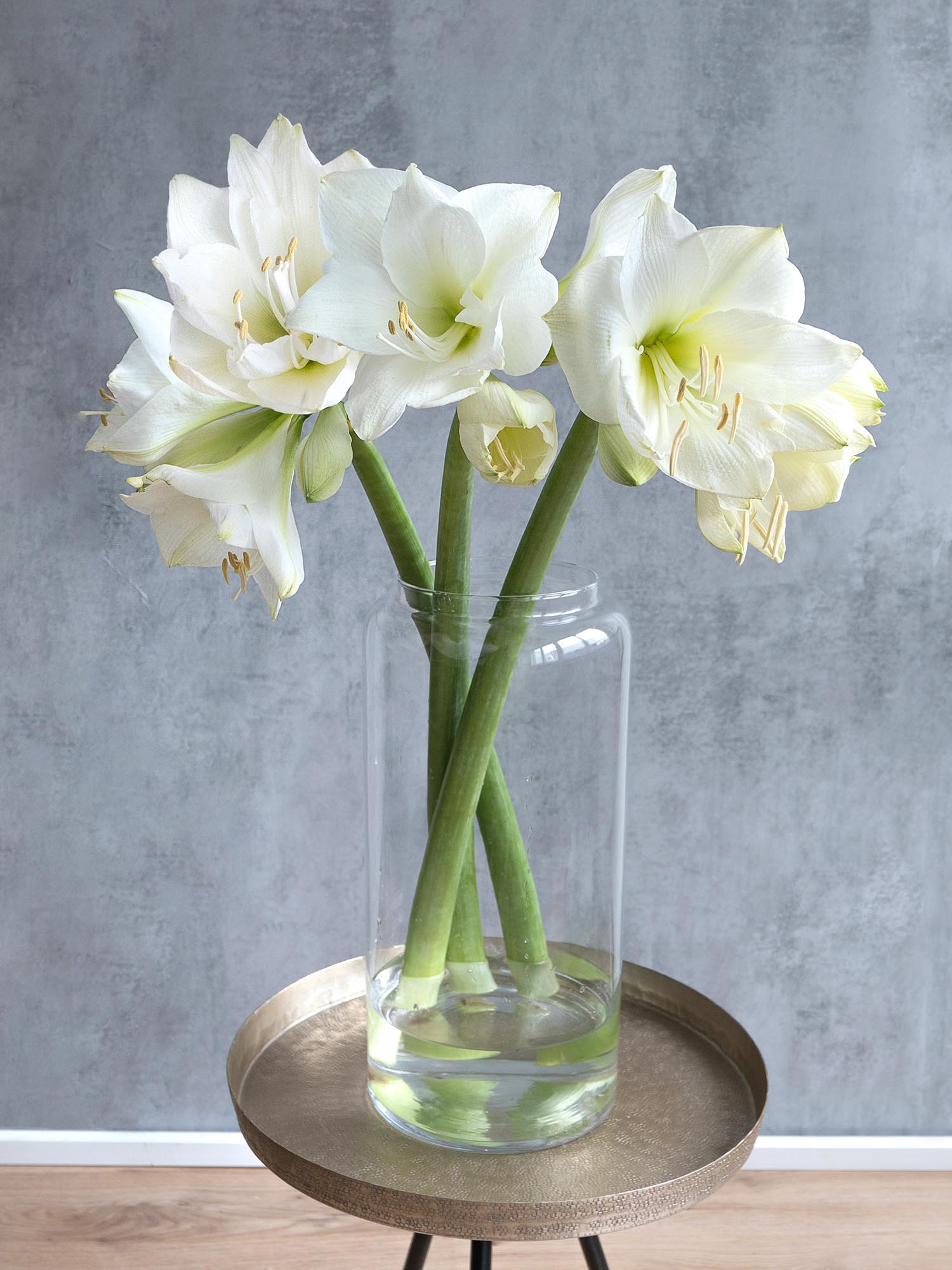 blumigo-amaryllis-mont-blanc-wei-schnittblume image 2