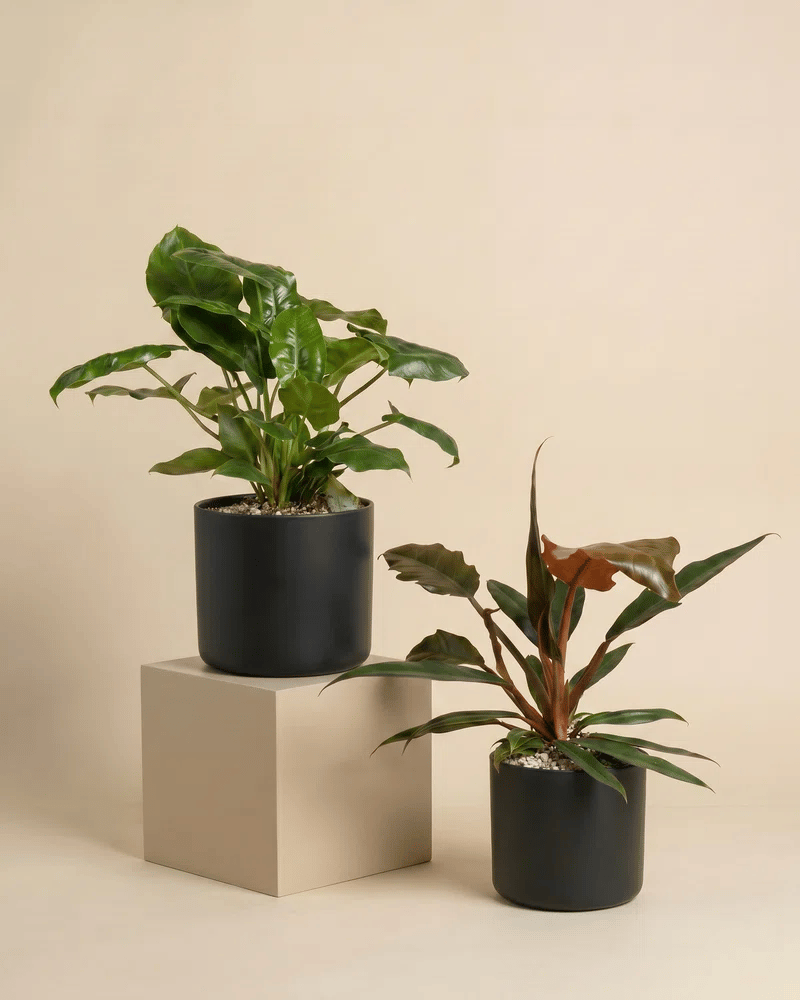 feey-variado-philodendron-power-duo-pflanzenset-ohne-bertopf image 5