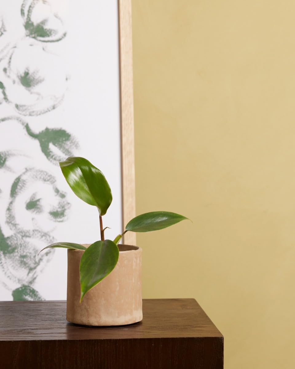 plnts-babyplnts-philodendron-mayoi-zimmerpflanze-8cm-baby image 5