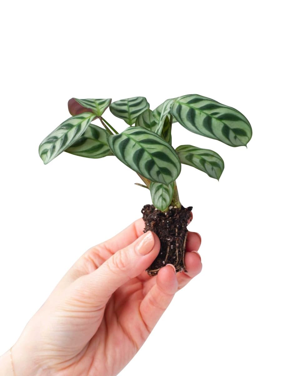 plnts-rareplnts-ctenanthe-burle-marxii-zimmerpflanze-30-cm-blattschmuck image 5