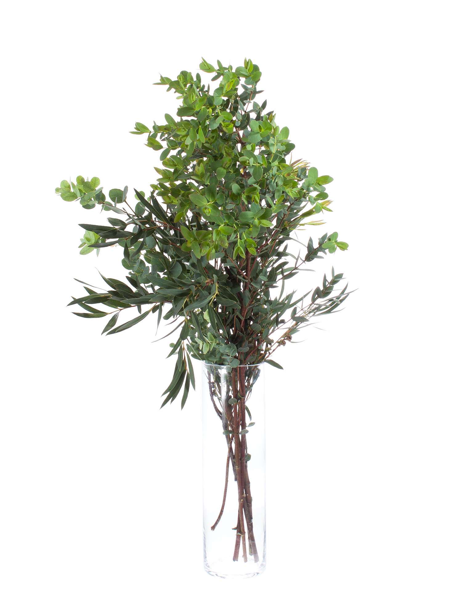 blumigo-eukalyptus-gemischt-schnittgr-n-im-bund image 4