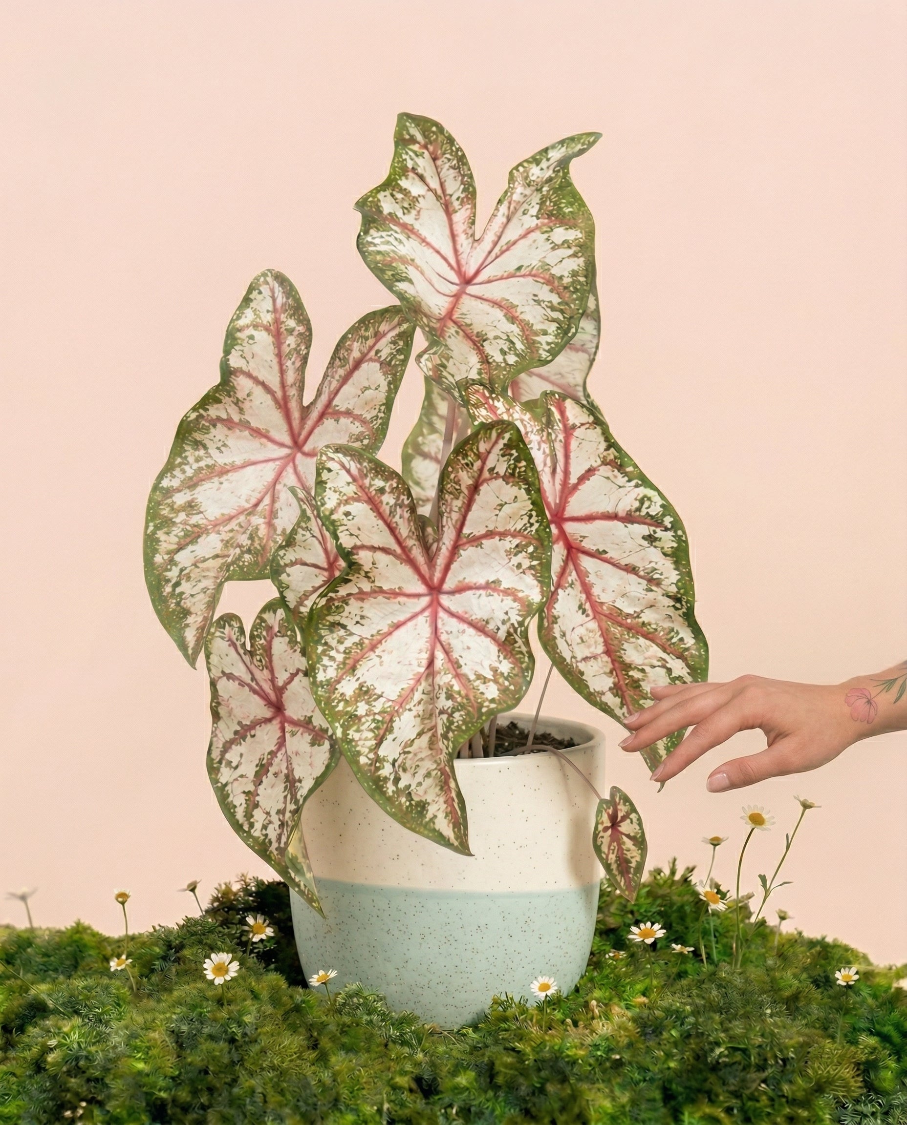 feey-variado-caladium-tapestry-bunte-zimmerpflanze-im-22-topf-ohne-bertopf image 1