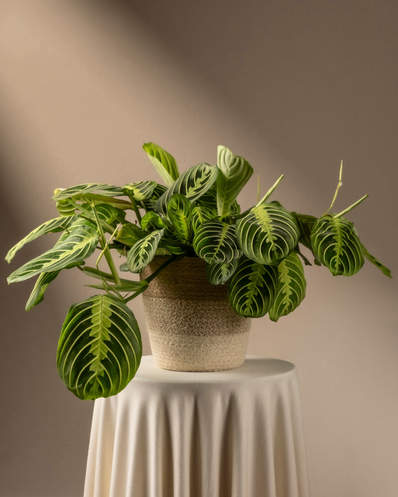 feey-variado-maranta-lemon-lime-zimmerpflanze-ohne-bertopf image 7