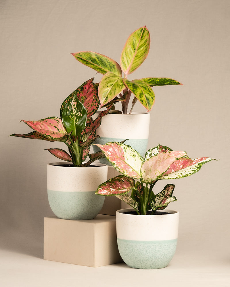 feey-variado-buntes-aglaonema-trio-zimmerpflanzen-3er-set image 5