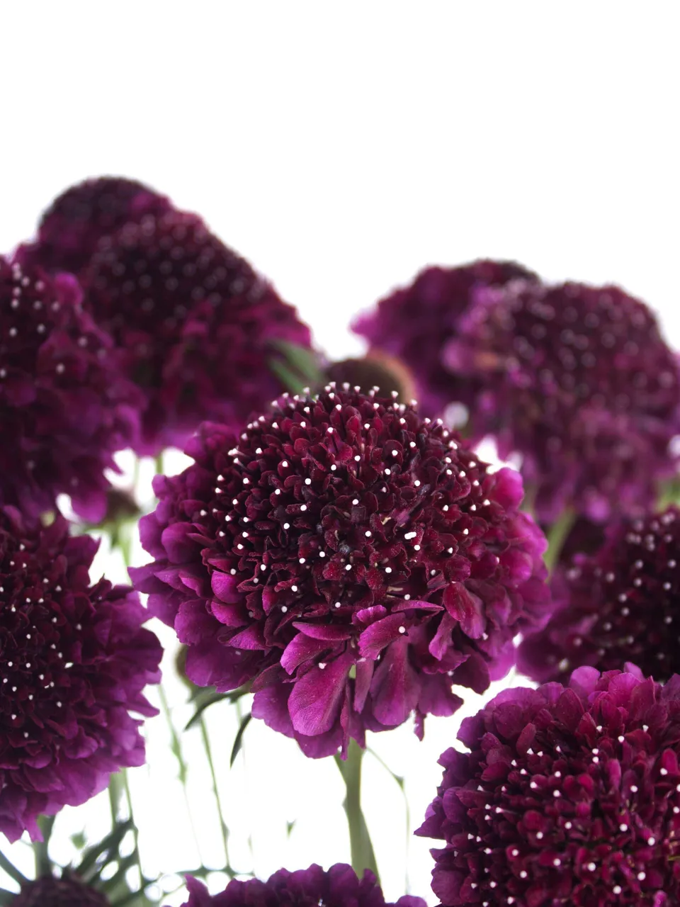 blumigo-skabiosen-velvet-scoop-dunkel-violett-blume image 1