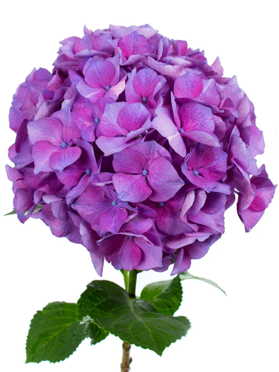 blumigo-hortensien-magical-esmee-paars-hortensie-lila-1-stiel image 1