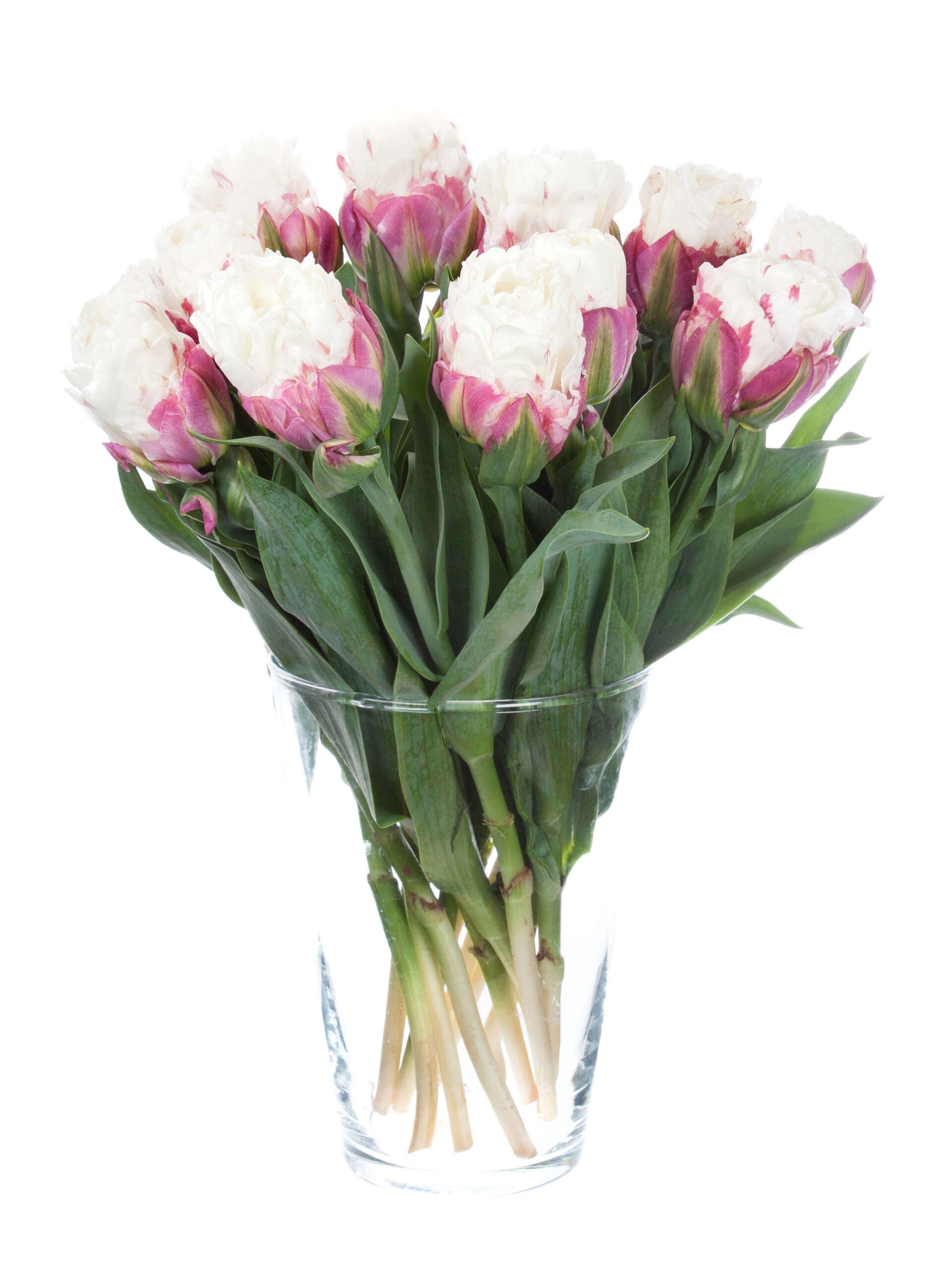 blumigo-tulpen-ice-cream-gef-llt-creme-pink-schnittblumen image 2
