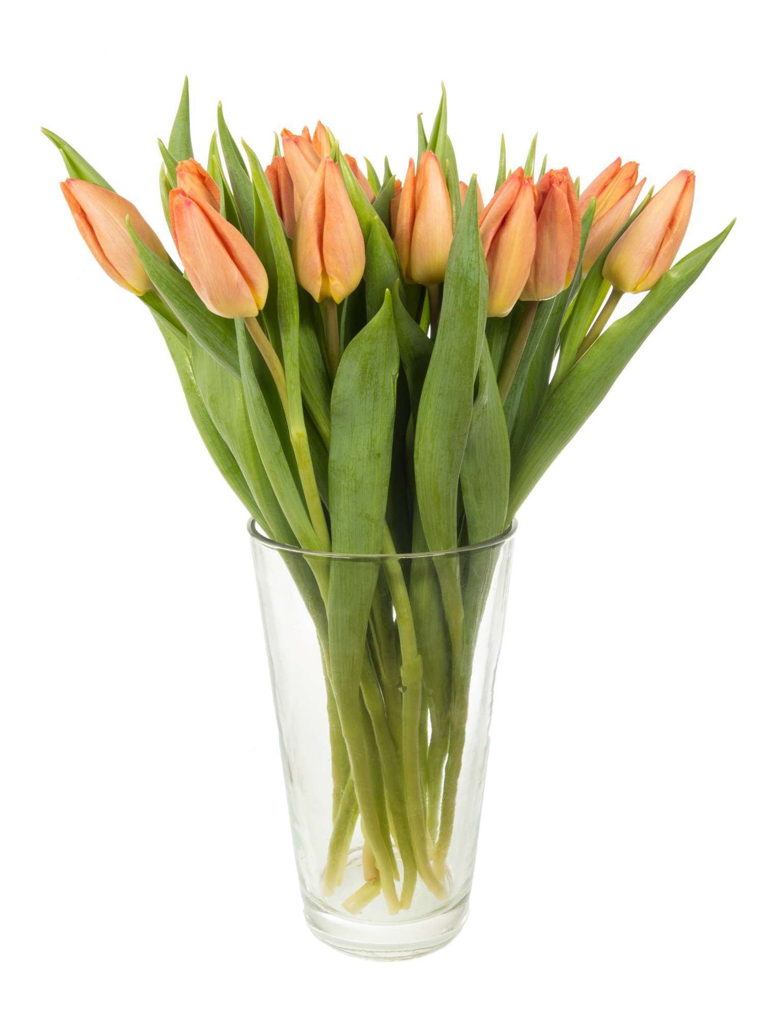 blumigo-tulpen-salmon-prince-lachs-schnittblumen-frisch image 2