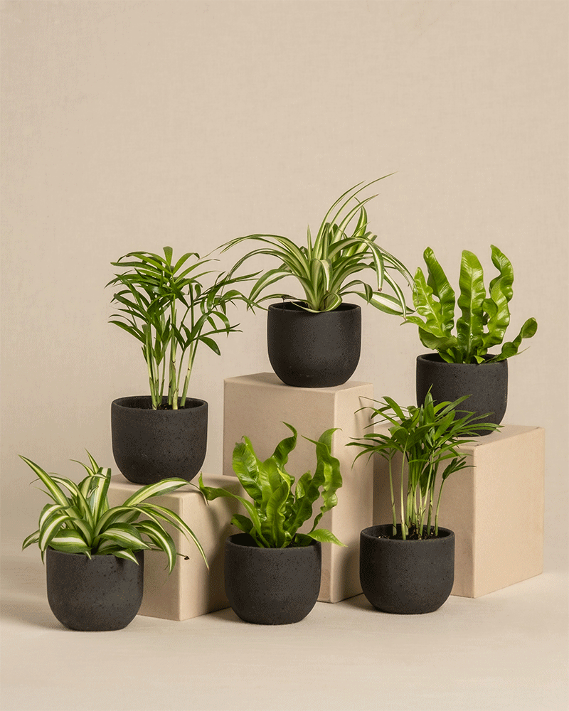 feey-variado-babypflanzen-6er-set-ungiftig-ohne-bertopf image 5