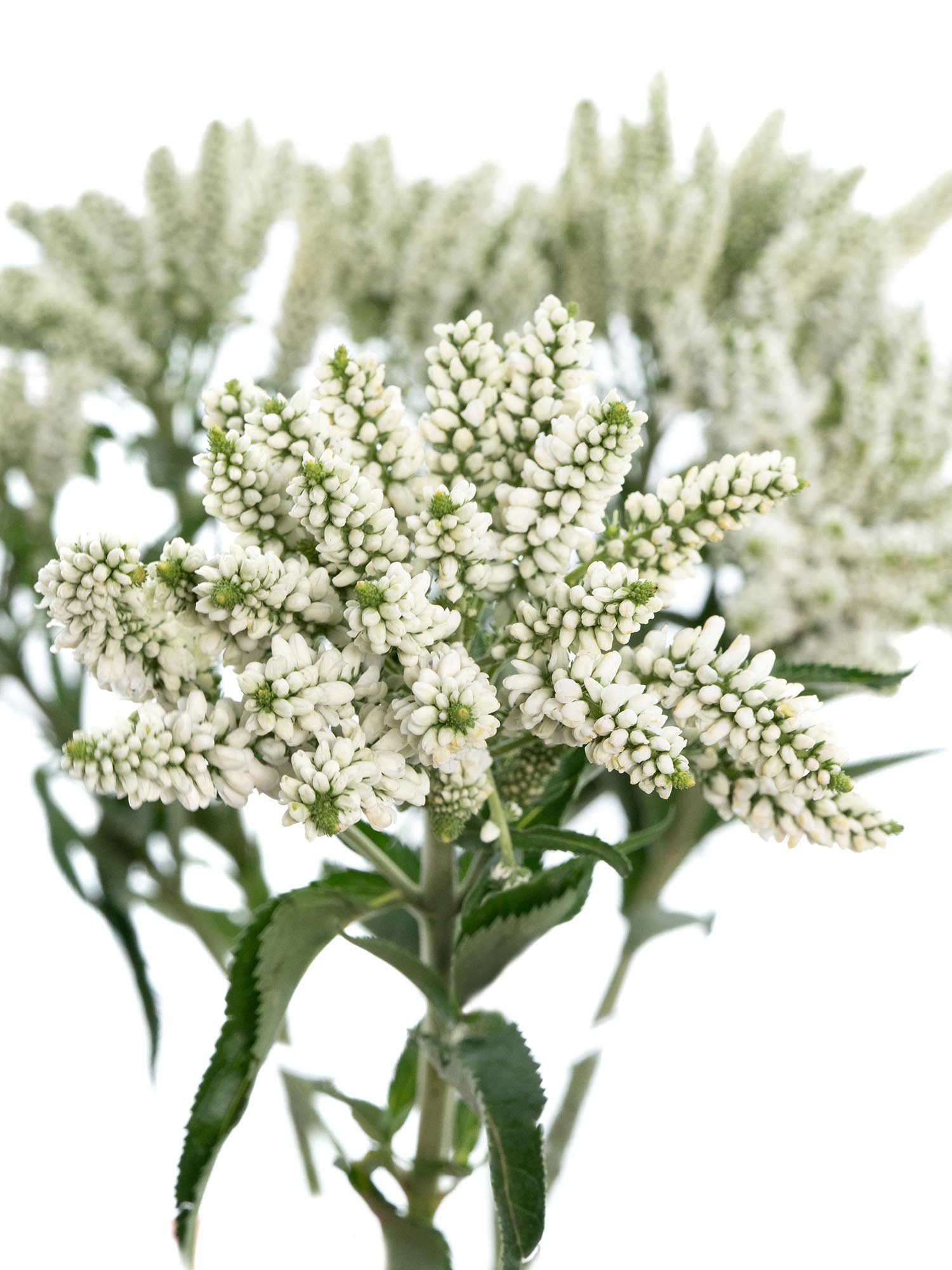 blumigo-veronica-smart-wave-bindegr-n-wei image 1