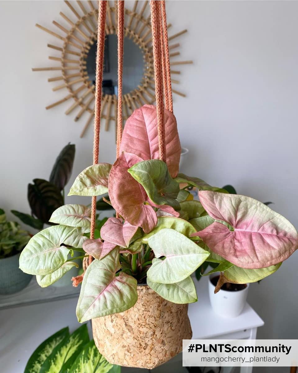 plnts-baby-syngonium-neon-zimmerpflanze-6cm-topf-10cm image 7