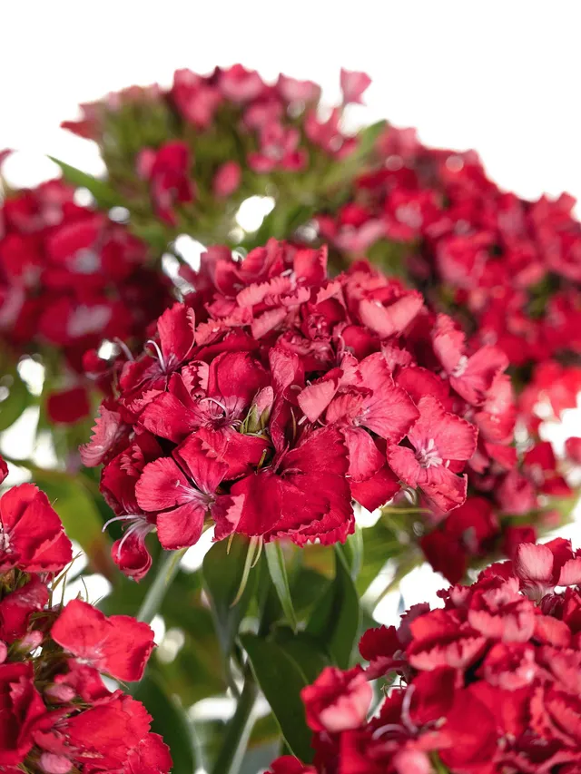 blumigo-nelken-aldo-red-schnittnelken-rot image 1