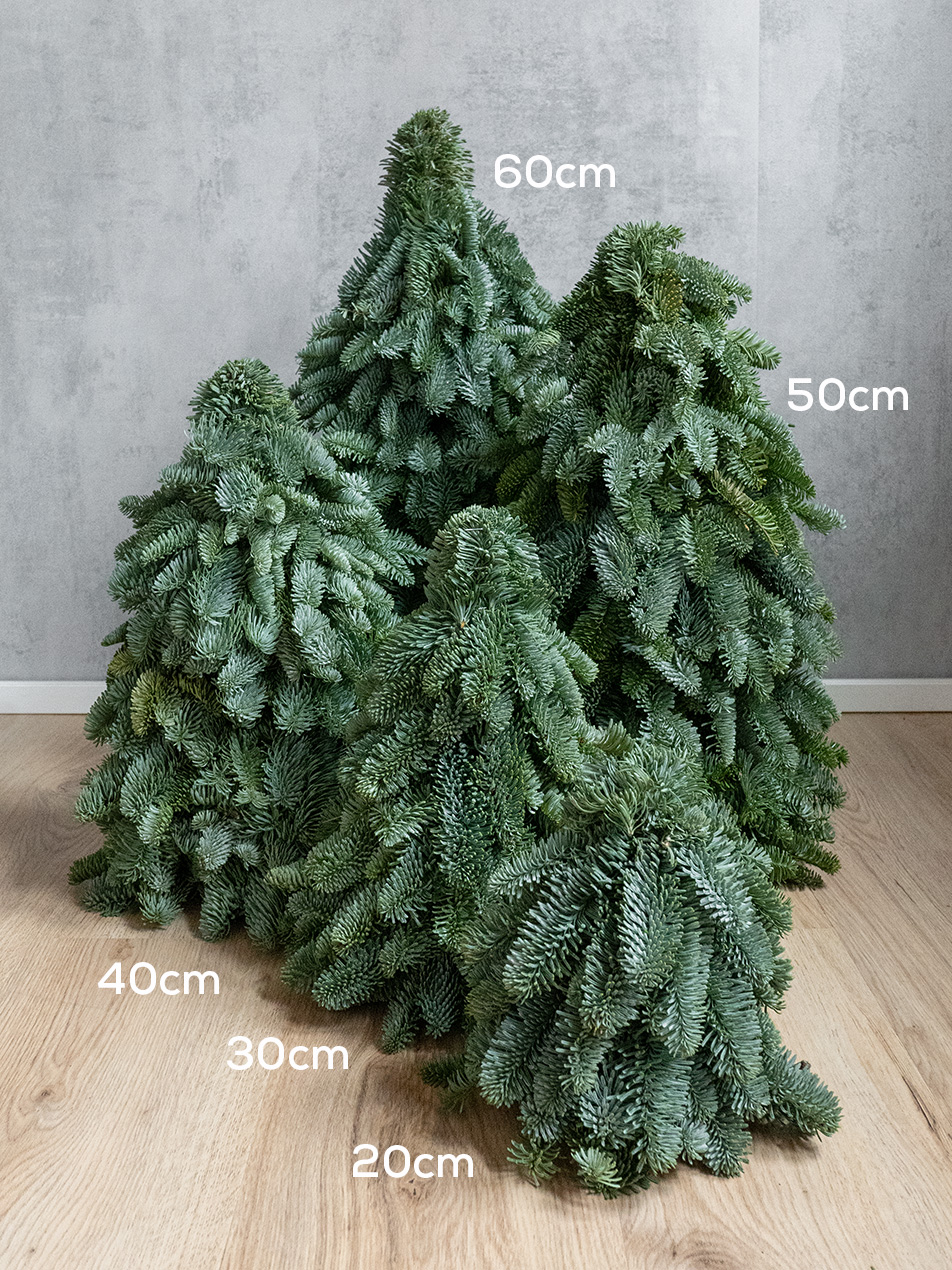 blumigo-tannengr-n-gesteckte-tannenb-ume-mini-weihnachtsbaum image 3