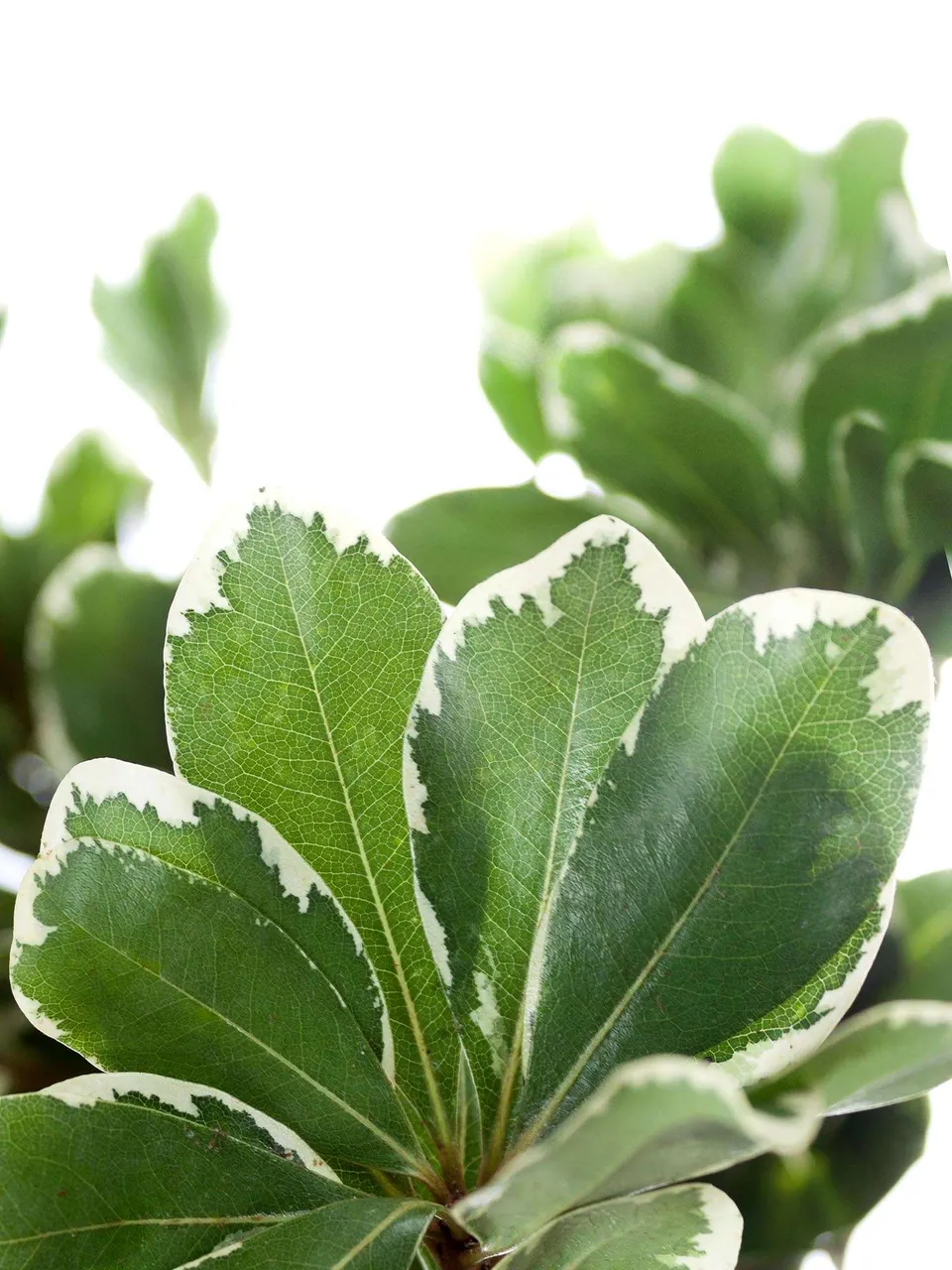 blumigo-pittosporum-ilan-bindegr-n-gr-n-wei-schnittgr-n image 1