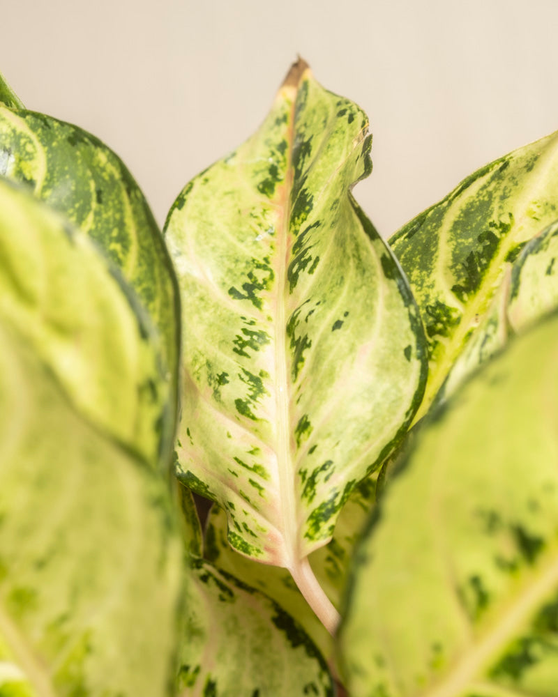 feey-variado-aglaonema-chartreuse-pretty-zimmerpflanze-ohne-bertopf image 2