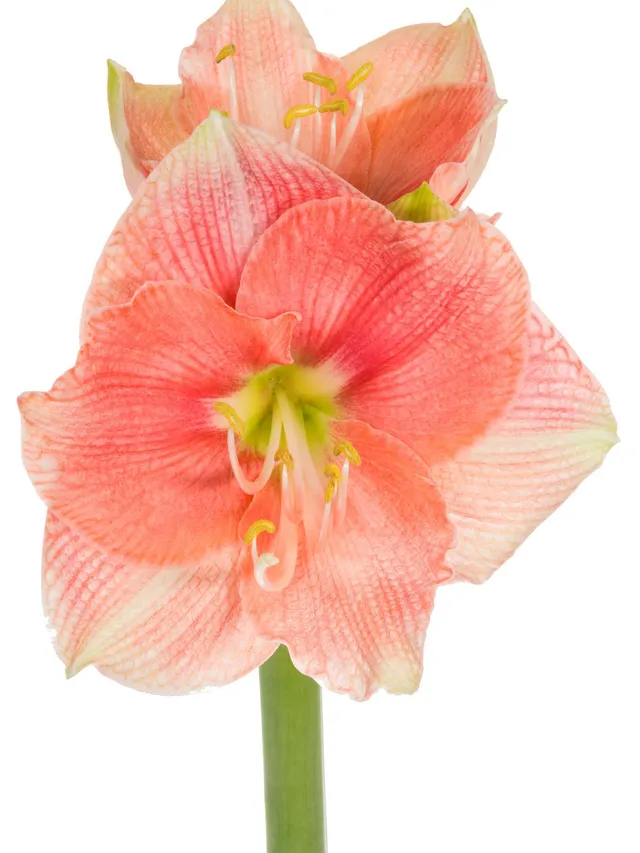 blumigo-amaryllis-reve-schnittblume-rosa-lachs-f-r-strau image 1