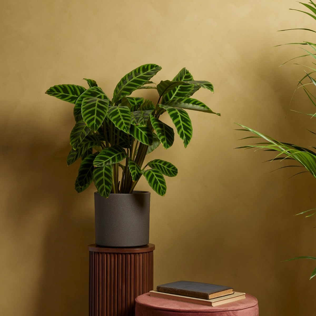 plnts-rareplnts-calathea-zebrina-zimmerpflanze-75-cm image 6