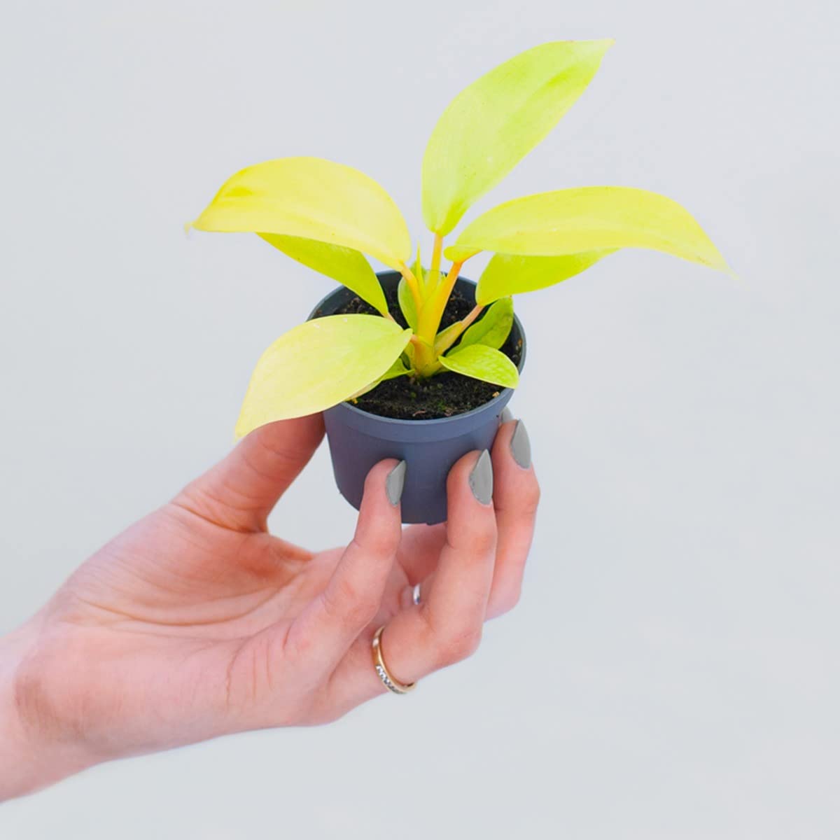 plnts-babyplnts-philodendron-lemon-lime-zimmerpflanze-6cm-pflegeleicht image 7