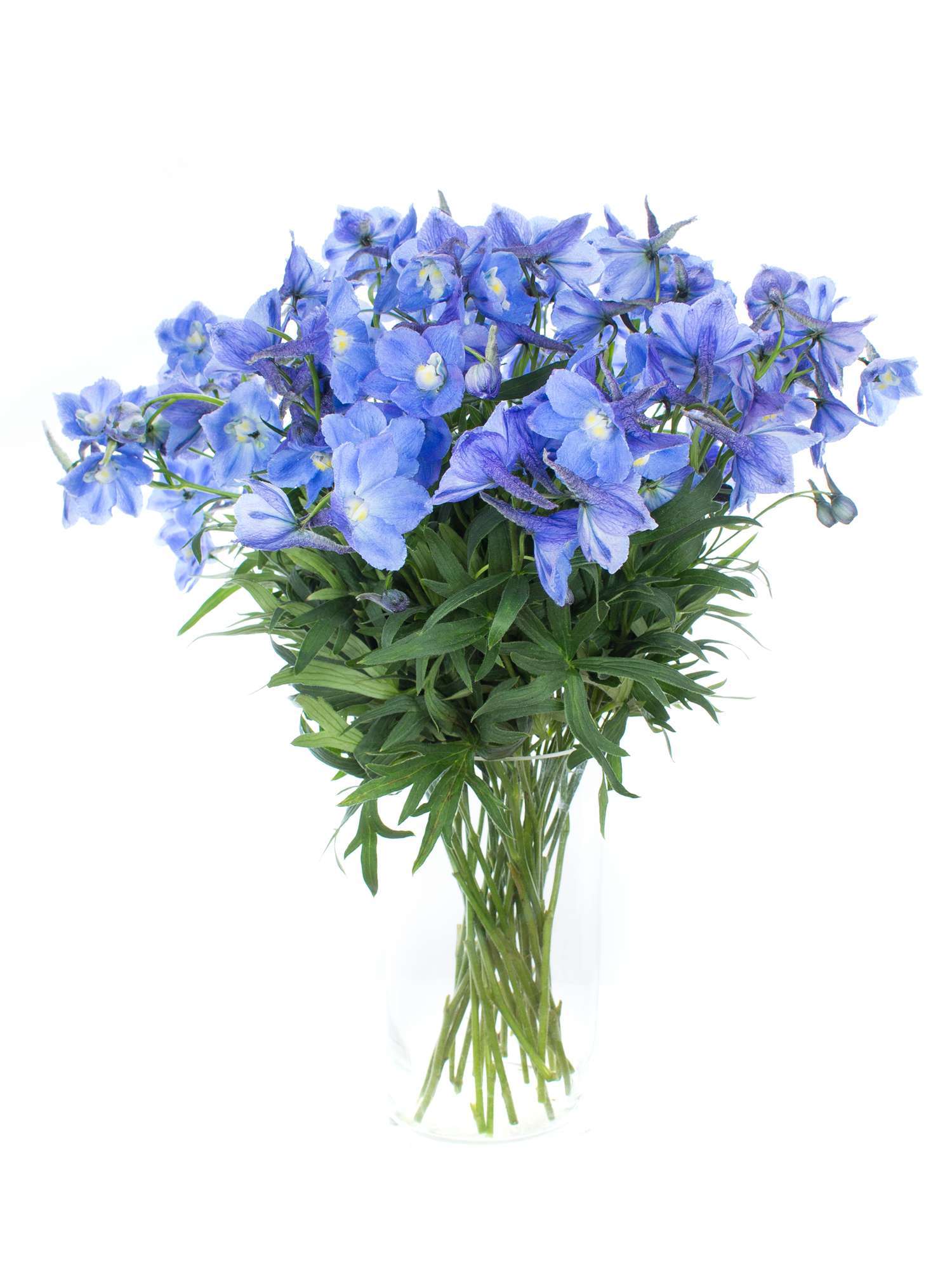 blumigo-delphinium-neds-dievera-blaue-schnittblume image 2